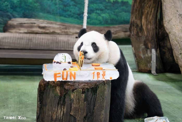 大貓熊「圓寶」歡慶5歲生日與暑假活力派對同樂